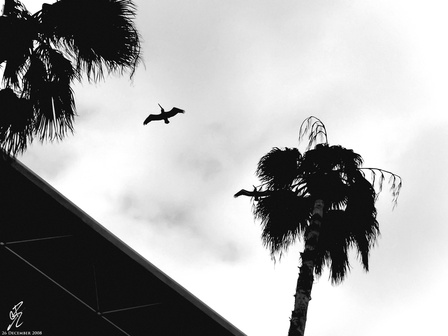 2008 (Corpus Christi, TX)