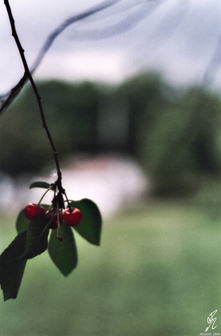 2004