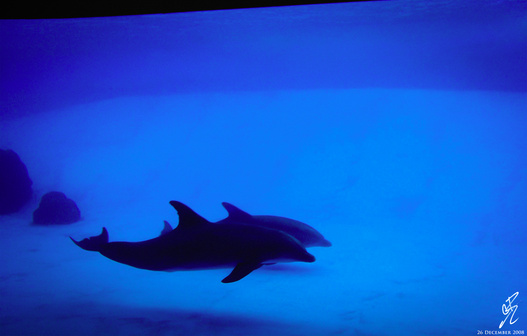 2008 (Corpus Christi, TX)