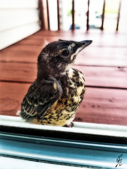 29 May 2022 - Peep!